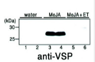 VSP | Vegetative storage protein 1 in the group Antibodies Plant/Algal / Environmental Stress / Wounding at Agrisera AB (Antibodies for research) (AS21 4522)